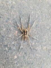 South Russian tarantula photographed close-up