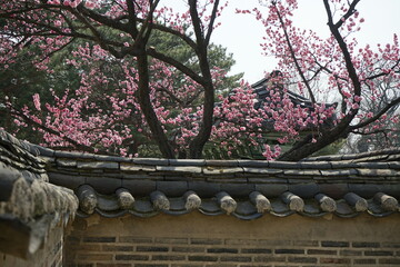 전통한옥 창덕궁에는 홍매화가 봄소식을 전하는 풍경이 아름답습니다.