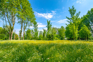 Beautiful yellow colored fields in Buytenpark Zoetermeer, the Netherlands