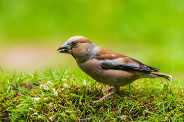 Fototapeta premium Closeup of a male hawfinch Coccothraustes coccothraustes songbird perched in a forest.