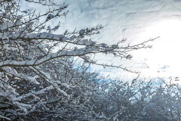 Branches covered with snow against a blue sky with some clouds from a looking up perspective,