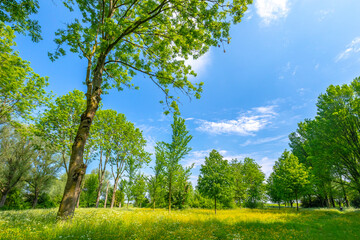 Beautiful yellow colored fields in Buytenpark Zoetermeer, the Netherlands