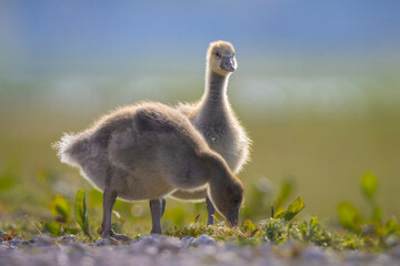 Greylag goose chick, Anser anser, in a meadow