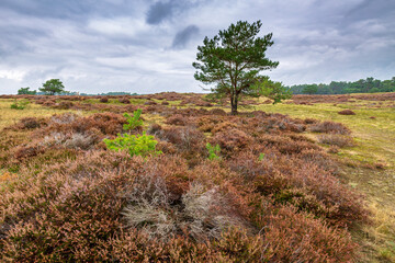 Fototapeta premium Colorful sunset at moorland landscape national park the Hoge Veluwe