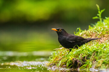 Blackbird male (turdus merula) standing in water