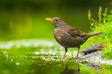 Closeup of a Common Blackbird female, Turdus merula washing, preening, drinking and cleaning in water.