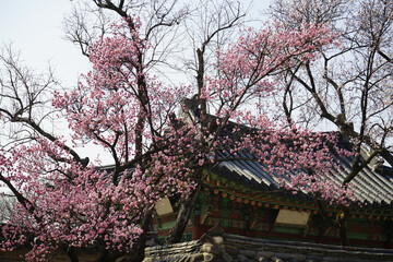 Fototapeta premium 전통한옥 창덕궁에는 홍매화와 진달래가 가 봄소식을 전하는 풍경이 아름답습니다.