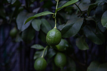 limone acerbo biologico