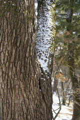 김포장릉 겨울 숲길에는 하얀눈이 나무가지에 내립니다.