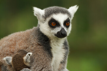 Fototapeta premium close up of a ring-tailed lemur in its natural environment