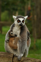 Naklejka na ściany i meble close up of a ring-tailed lemur in its natural environment