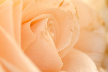 Peach rose close up