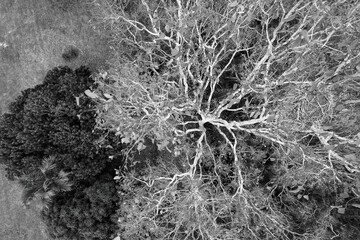 Top Down View In Monotone Of Large Tree