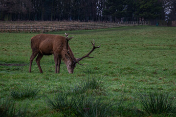 Deer is eating grass in pasture