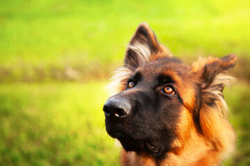 Portrait of a young German shepherd dog.