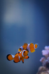Obraz na płótnie Canvas orange fish in aquarium