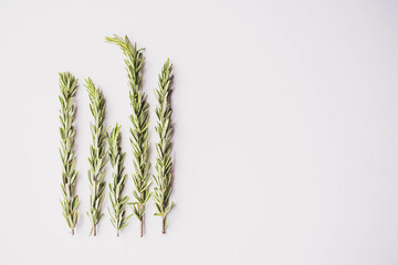 Offset Rosemary on White Background