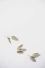Obraz premium Loose Sage