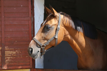 Head shot close up of a young sport horse