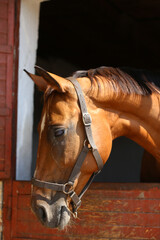 Head shot close up of a young sport horse