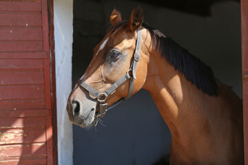 Head shot close up of a young sport horse