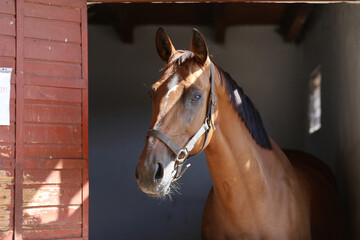Head shot close up of a young sport horse