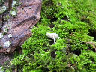 Mycena Erubescens