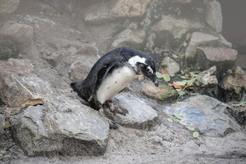 African penguin ( Spheniscus demersus), also known as the jackass penguin and black-footed penguin.