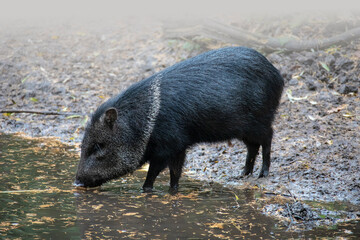 Collared peccary or javelina. Collared peccaries are pig-like animals that inhabit the deserts.