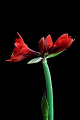 Fototapeta premium Red flower Amaryllis isolated on black background. For design. Closeup.