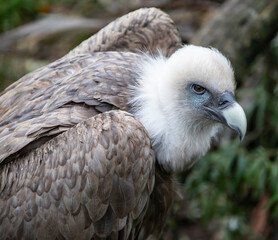 Portrait of a griffon vulture Gyps fulvus