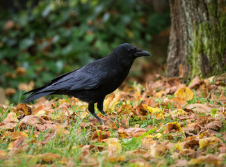 A crow closeup on a cemetery in Jena at summer, copy space