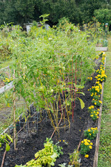 A modern flower farm in florida	
