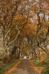 The Dark Hedges, Northern Ireland, In Autumn