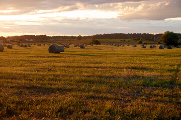A field with haystacks on a summer or early autumn evening with a cloudy sky in the background. Procurement of animal feed in agriculture. Rural nature in the farmland. Straw and bales on the field. 