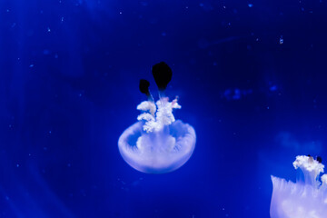 Obraz na płótnie Canvas Group of light blue jellyfish swiming in aquarium