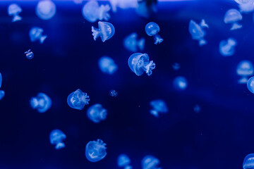 Group of light blue jellyfish swiming in aquarium