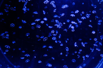 Group of light blue jellyfish swiming in aquarium
