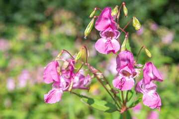 Himalayan balsam (impatiens gladulifera) flowers in bloom