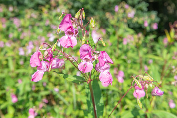 Himalayan balsam (impatiens gladulifera) flowers in bloom
