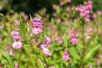 Himalayan balsam (impatiens gladulifera) flowers in bloom
