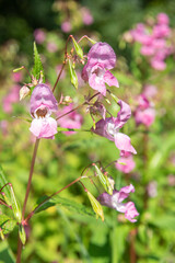 Himalayan balsam (impatiens gladulifera) flowers in bloom