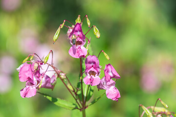 Himalayan balsam (impatiens gladulifera) flowers in bloom
