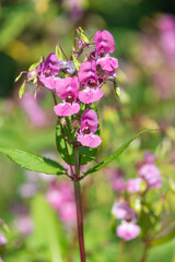 Himalayan balsam (impatiens gladulifera) flowers in bloom