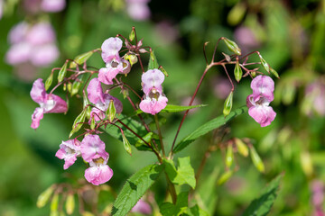 Himalayan balsam (impatiens gladulifera) flowers in bloom