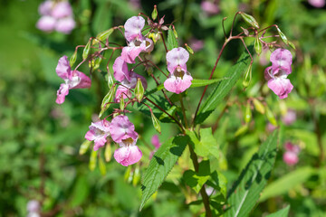 Himalayan balsam (impatiens gladulifera) flowers in bloom