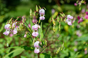 Himalayan balsam (impatiens gladulifera) flowers in bloom