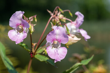 Himalayan balsam (impatiens gladulifera) flowers in bloom