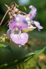 Obraz premium Himalayan balsam (impatiens gladulifera) flowers in bloom