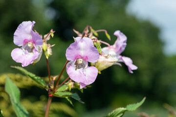 Himalayan balsam (impatiens gladulifera) flowers in bloom